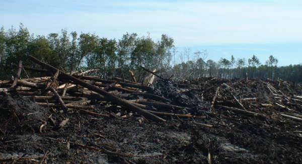 Clearcutting of coastal native hardwood forests in North Carolina – Drax is burning pellets from native forest logging in this region. Photo: Dogwood Alliance.